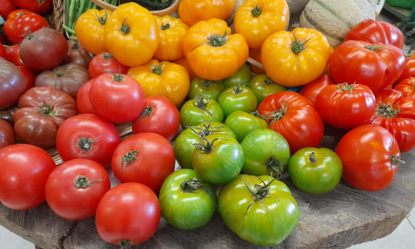 Tomate mixte couleur BIO