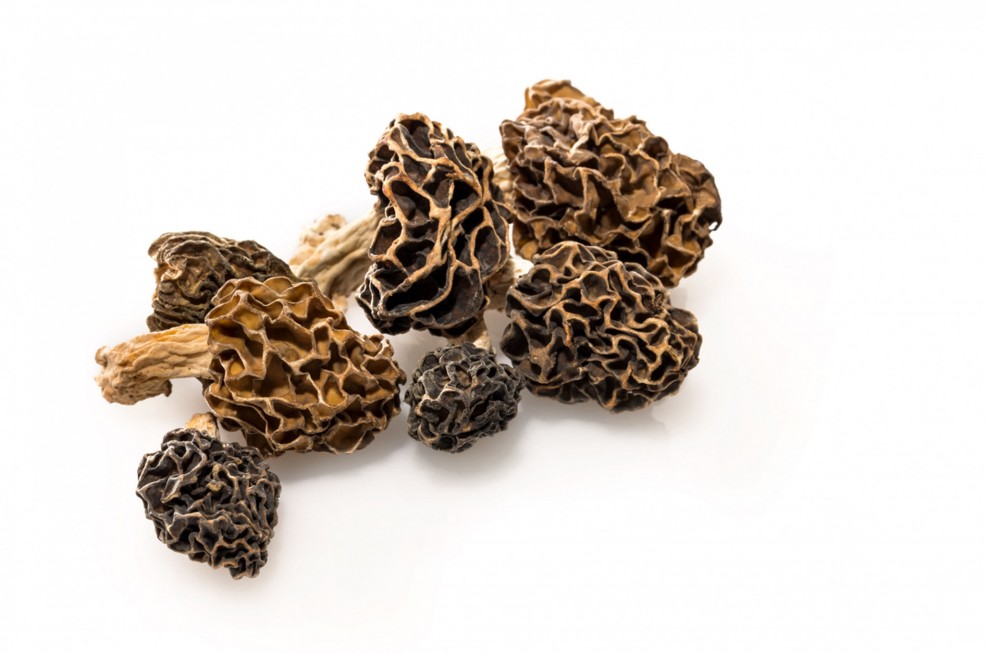 Morilles séchées