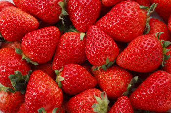 Fraises
