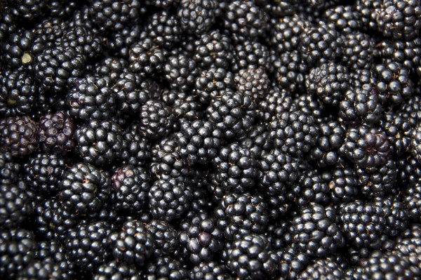 Mûre 125g