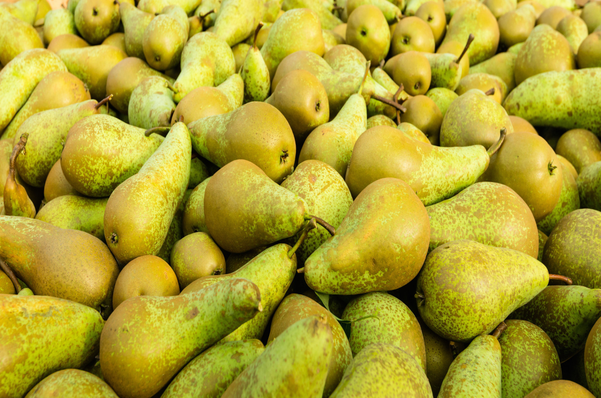 Poire Conférence