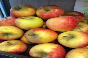 Fruits