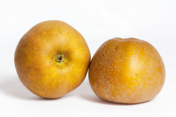 Pomme Canada
