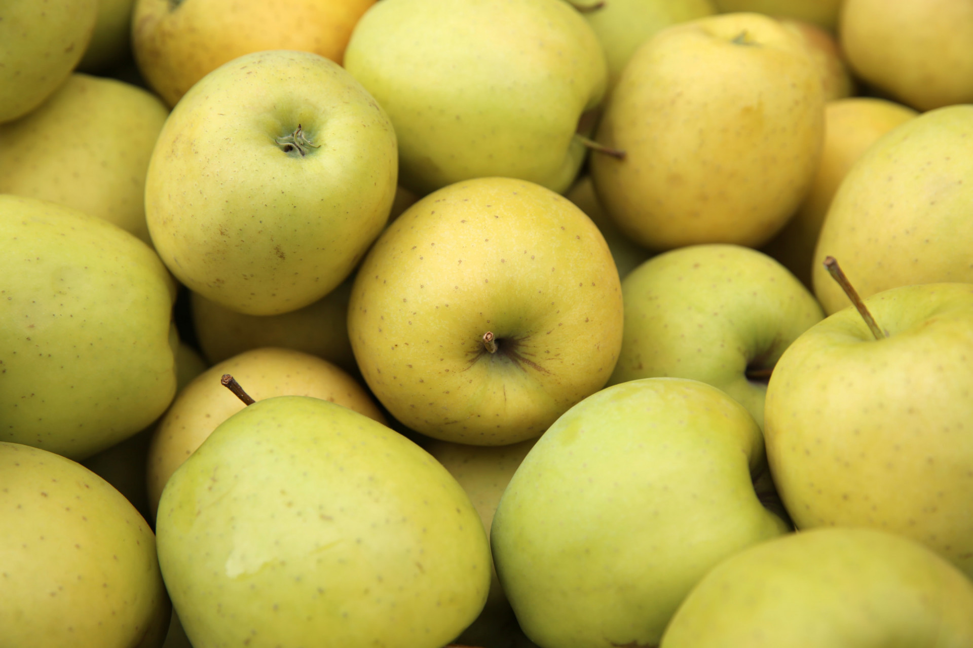 Pomme Belchard