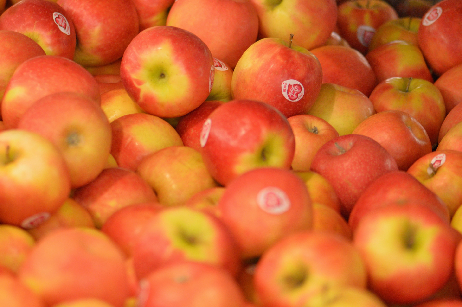 Pomme « Pink Lady »