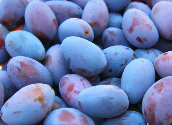 Prune Quetsche