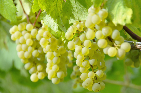 Raisin Chasselas Moissac Extra AOP