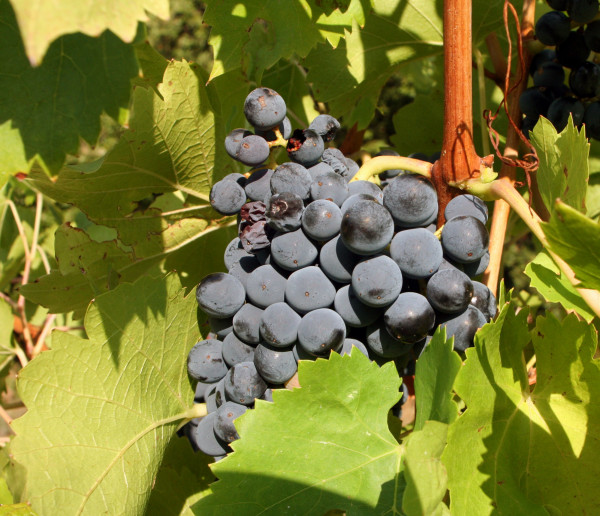 Raisin noir Muscat Extra