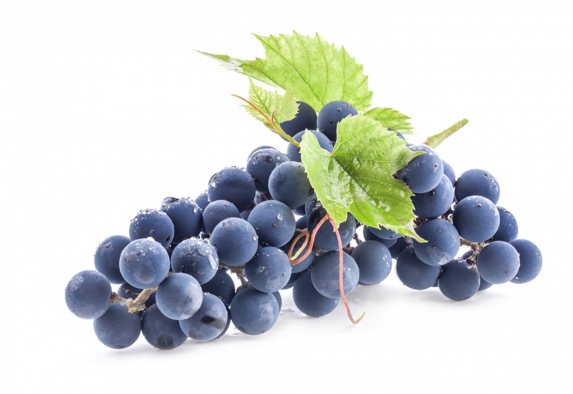 Raisin noir muscat BIO