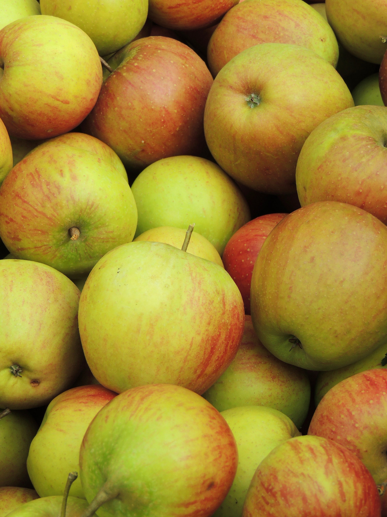 Pomme rubinette