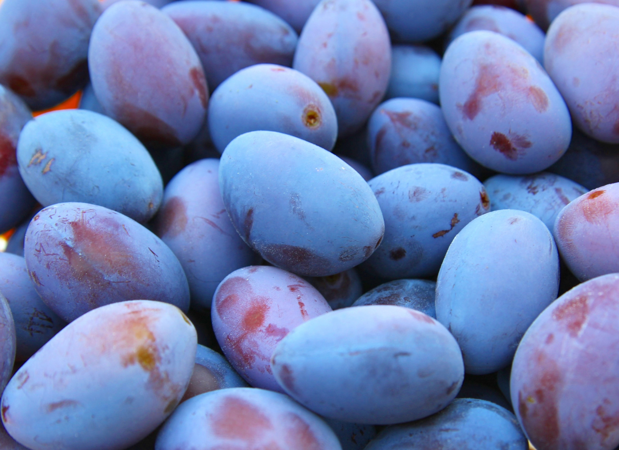 Prune Quetsche