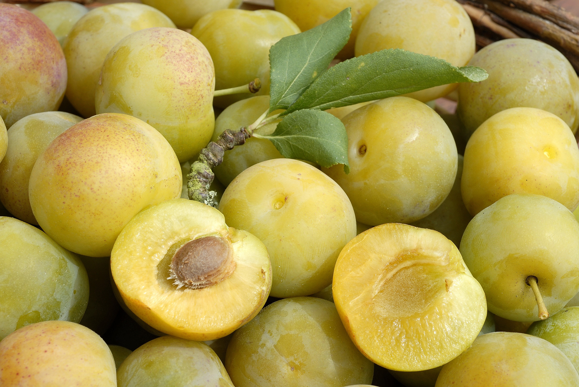 Prune Reine Claude Véritable