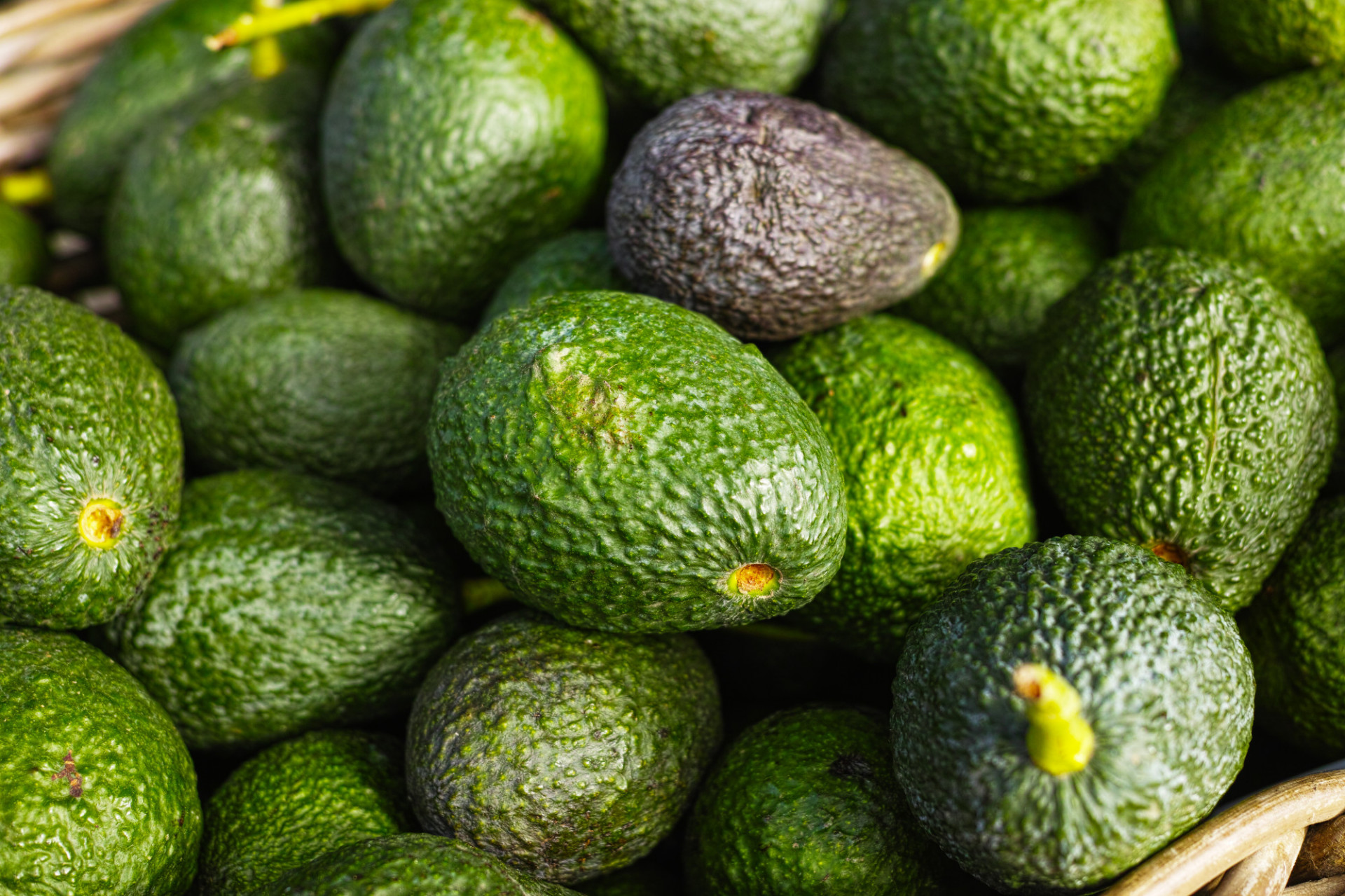 Avocat Hass