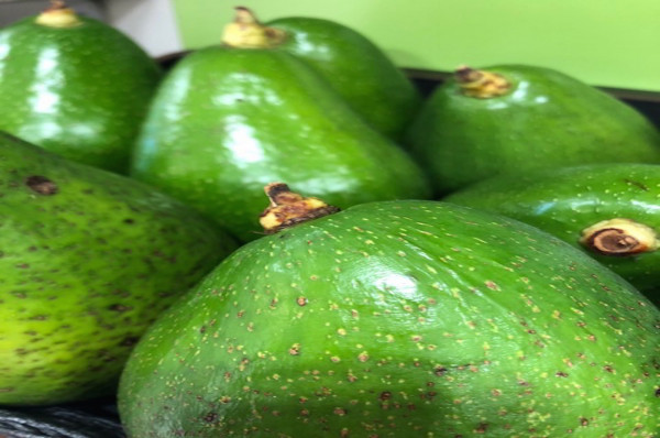 Avocat vert (à consommer dans 7/10 jours)