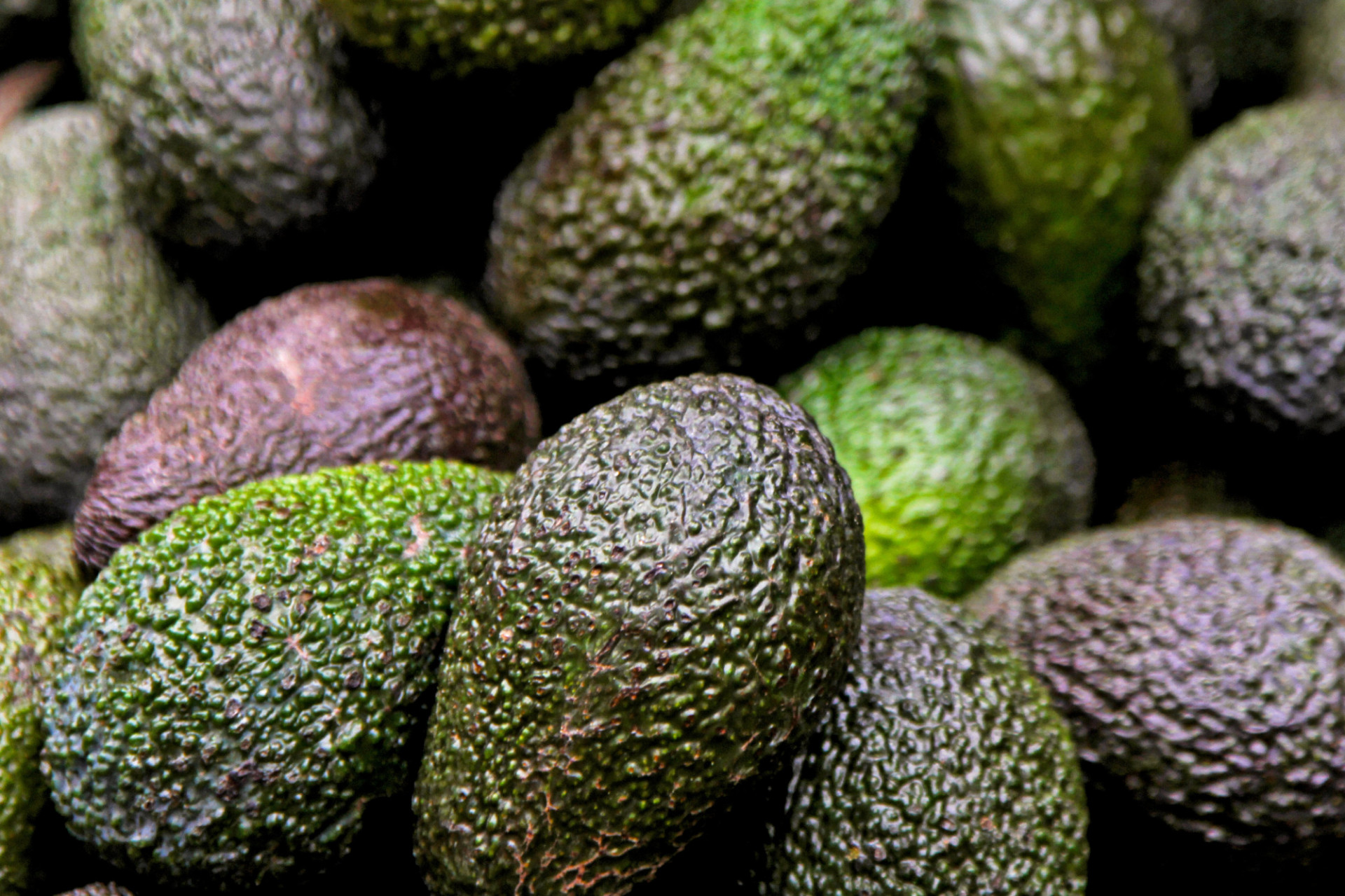 Avocat BIO