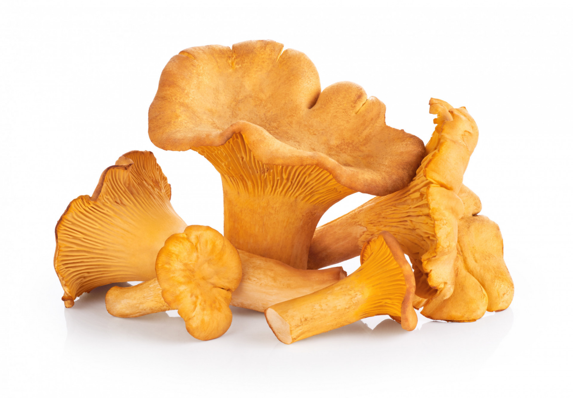 Girolles