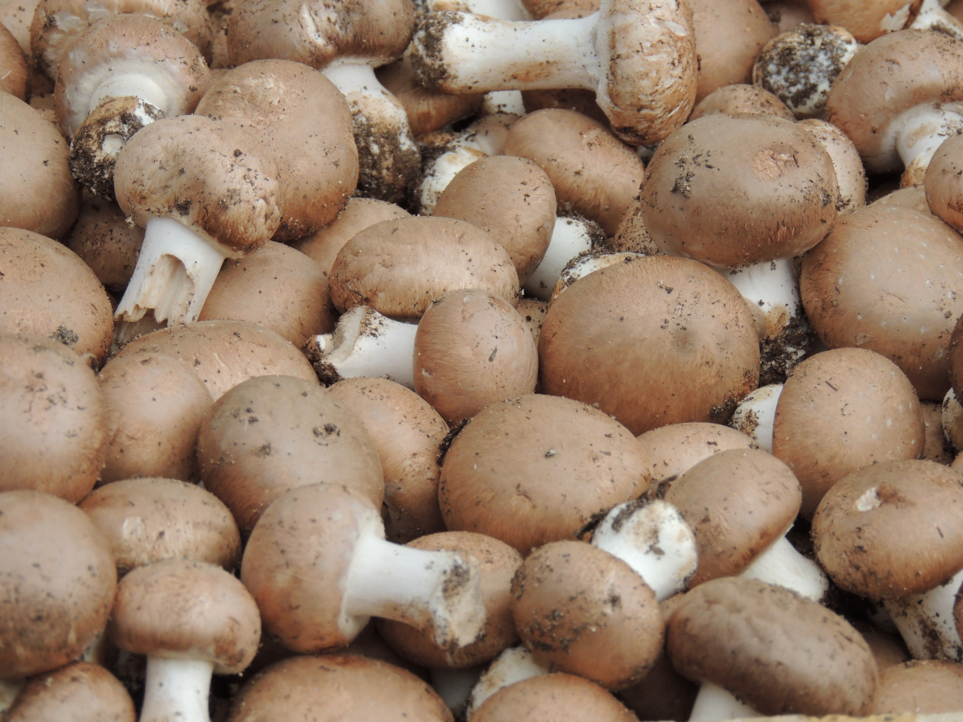 Champignons Blonds Pieds Entiers