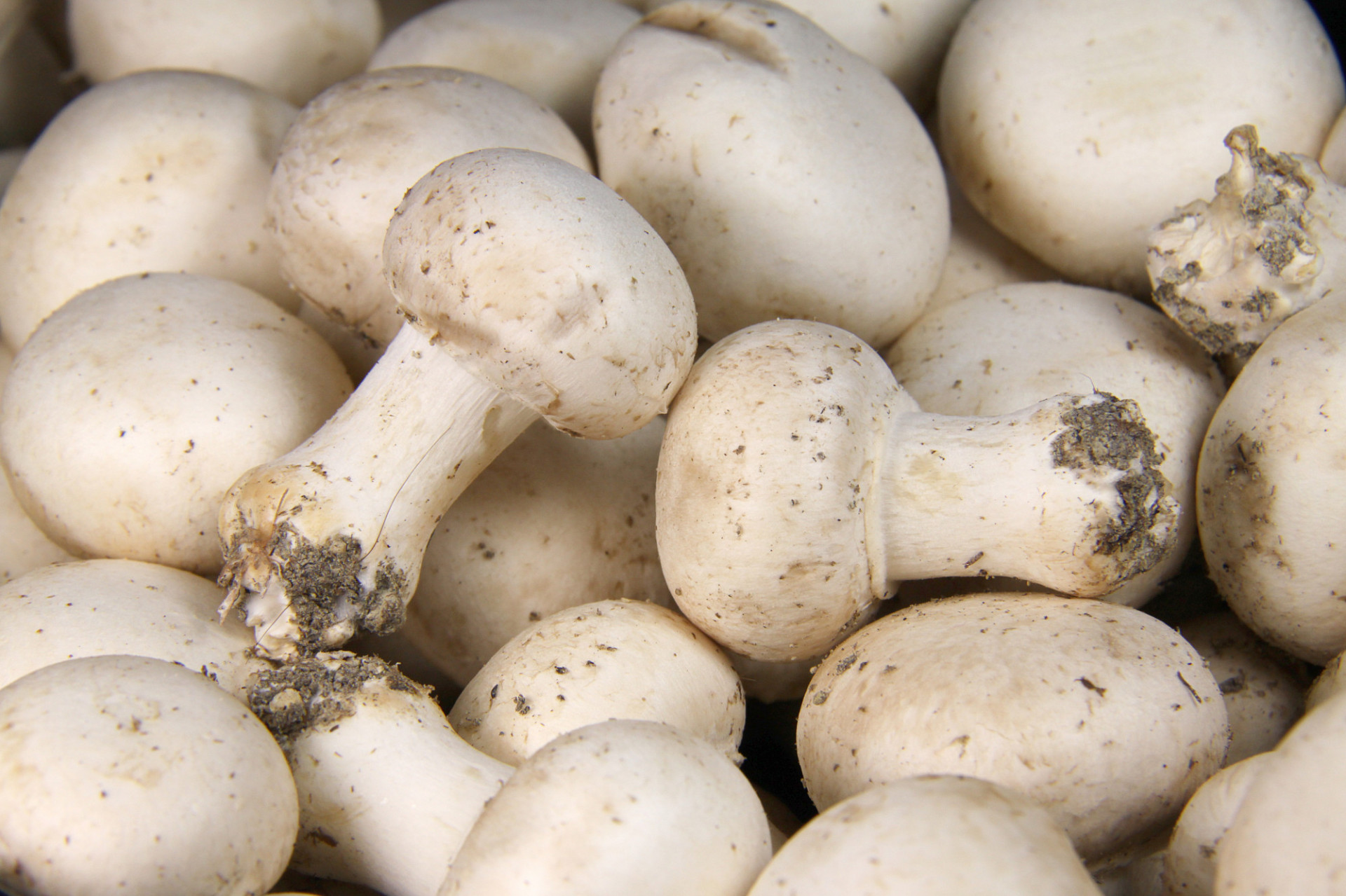 Champignons de Paris Pieds Entiers ou coupés