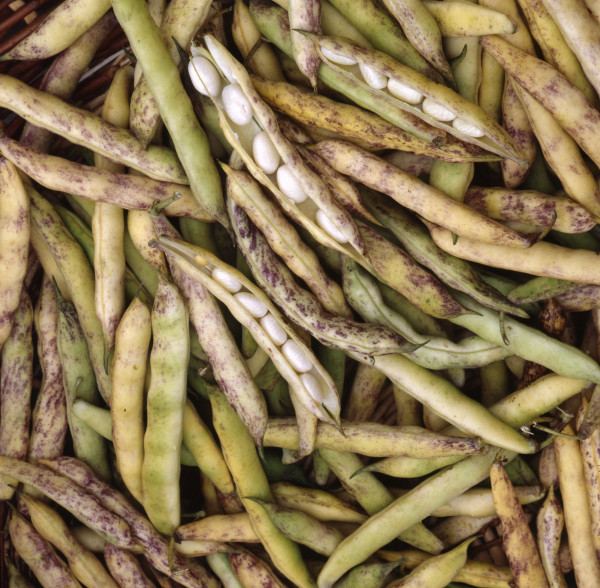 Haricot coco de Paimpol sac de 8kg