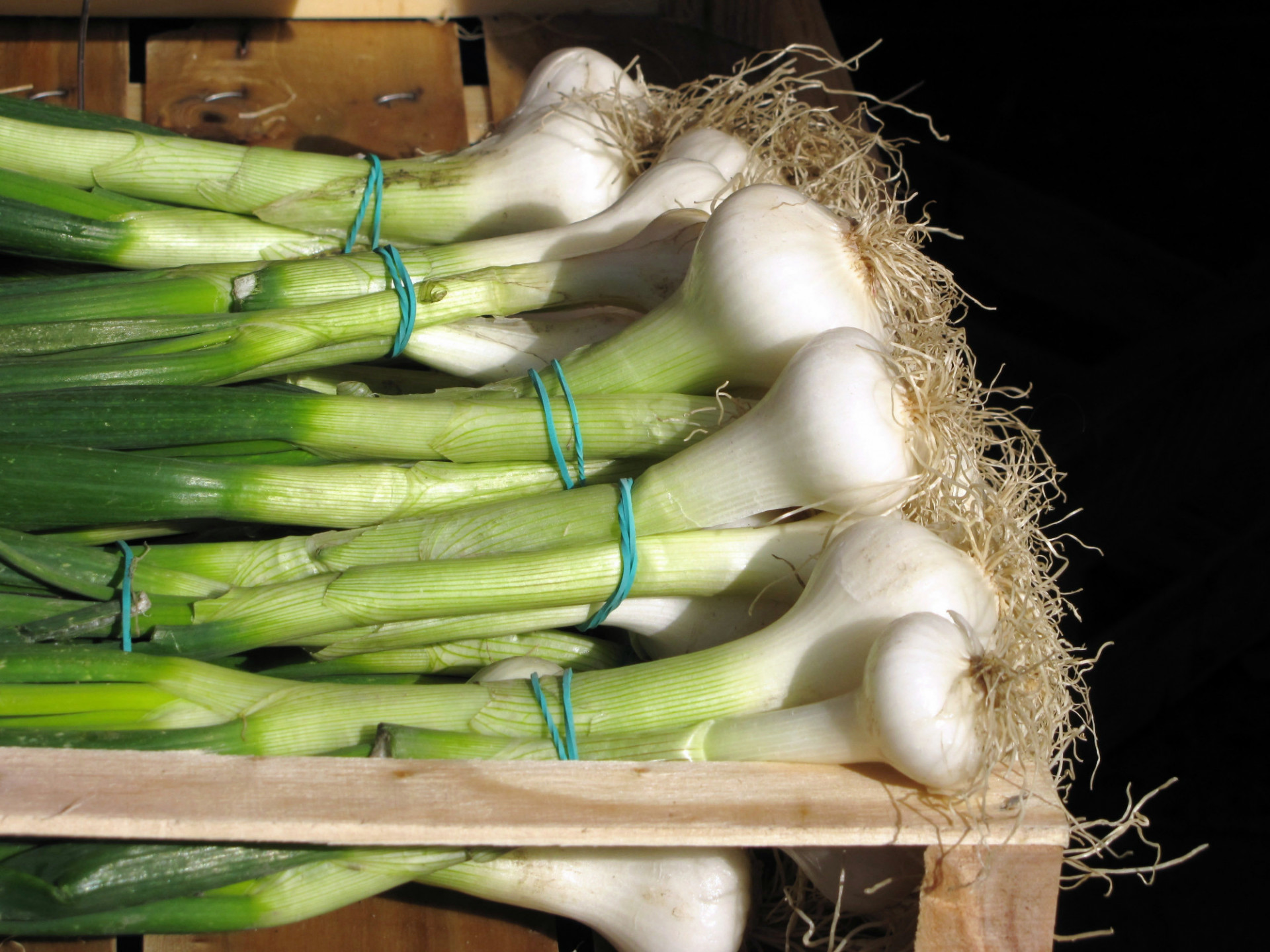 Oignon Botte Blanc