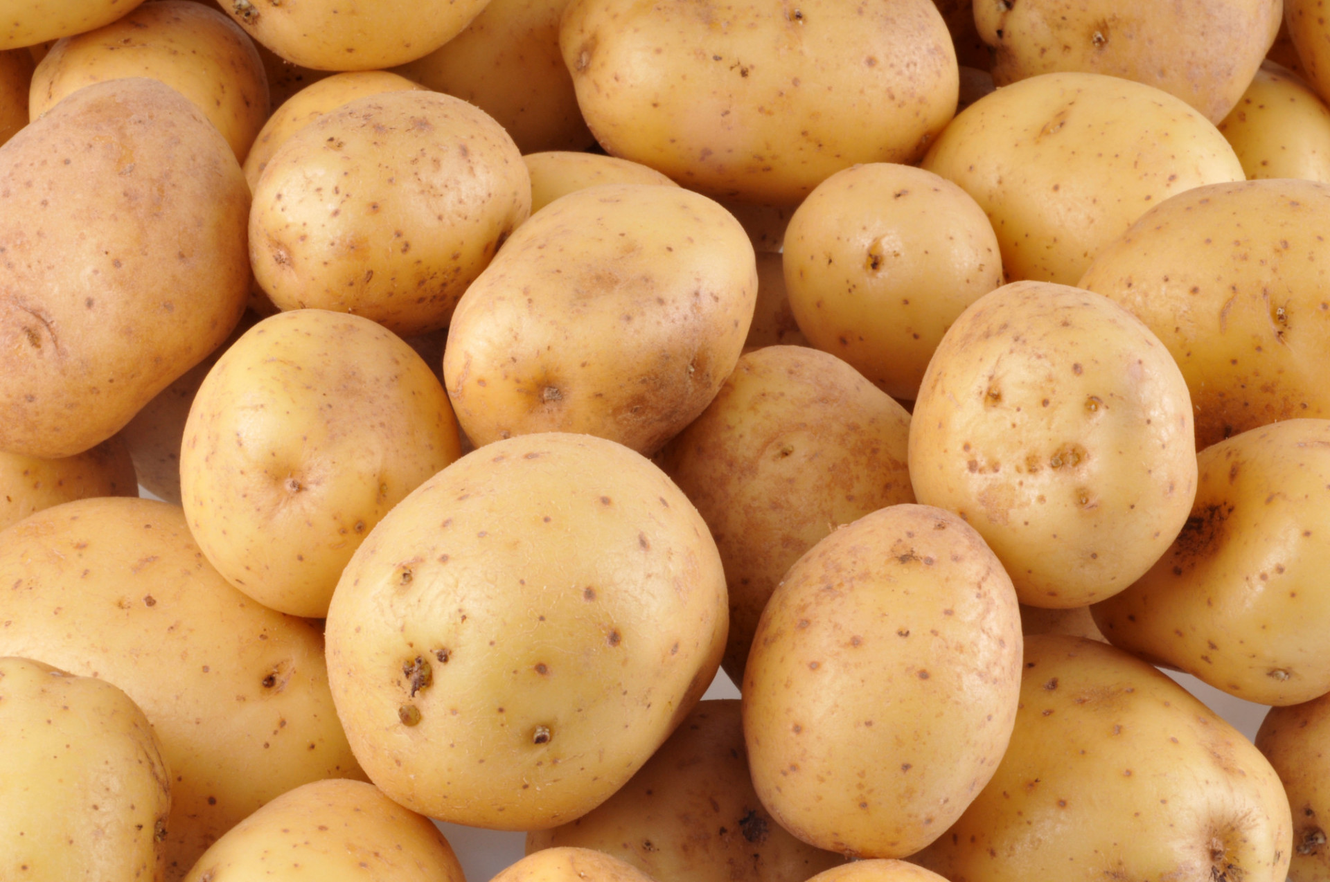 Pomme de terre Europa