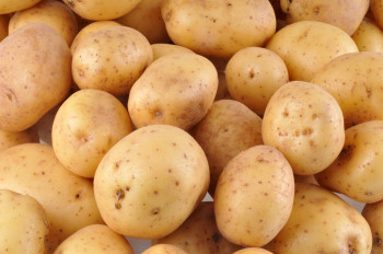 Pomme de terre Europa