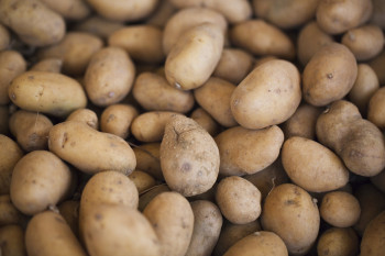 Pomme de terre Bintje