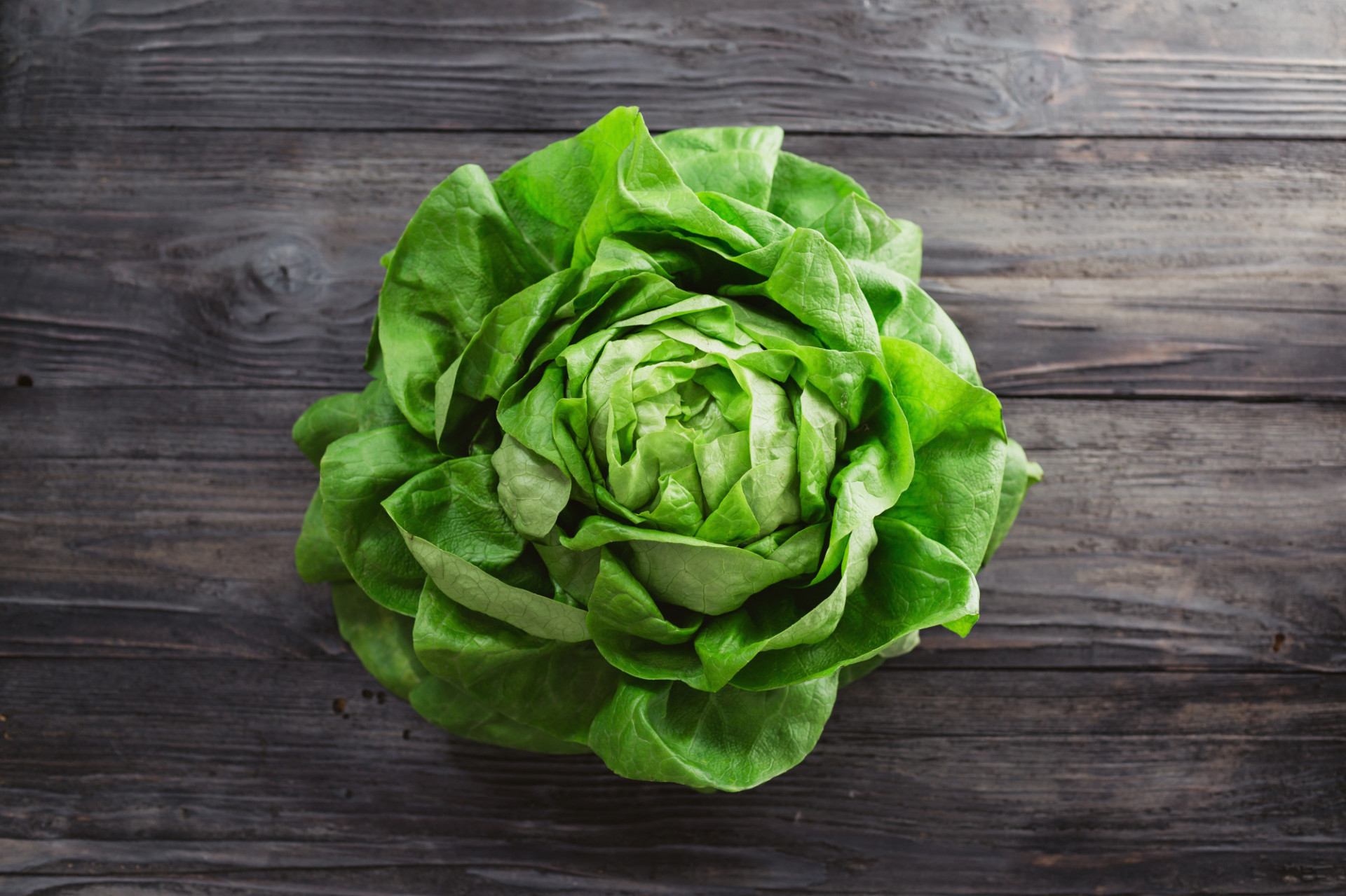 Salade Laitue