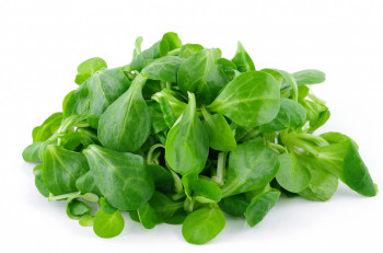Salade Mâche