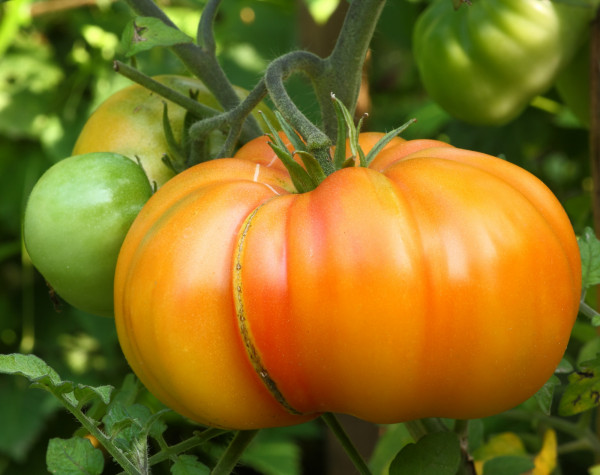 Tomate Ananas