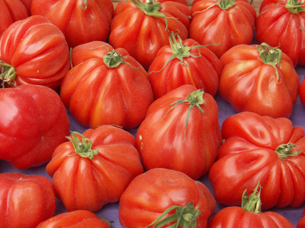 Tomate Coeur de boeuf