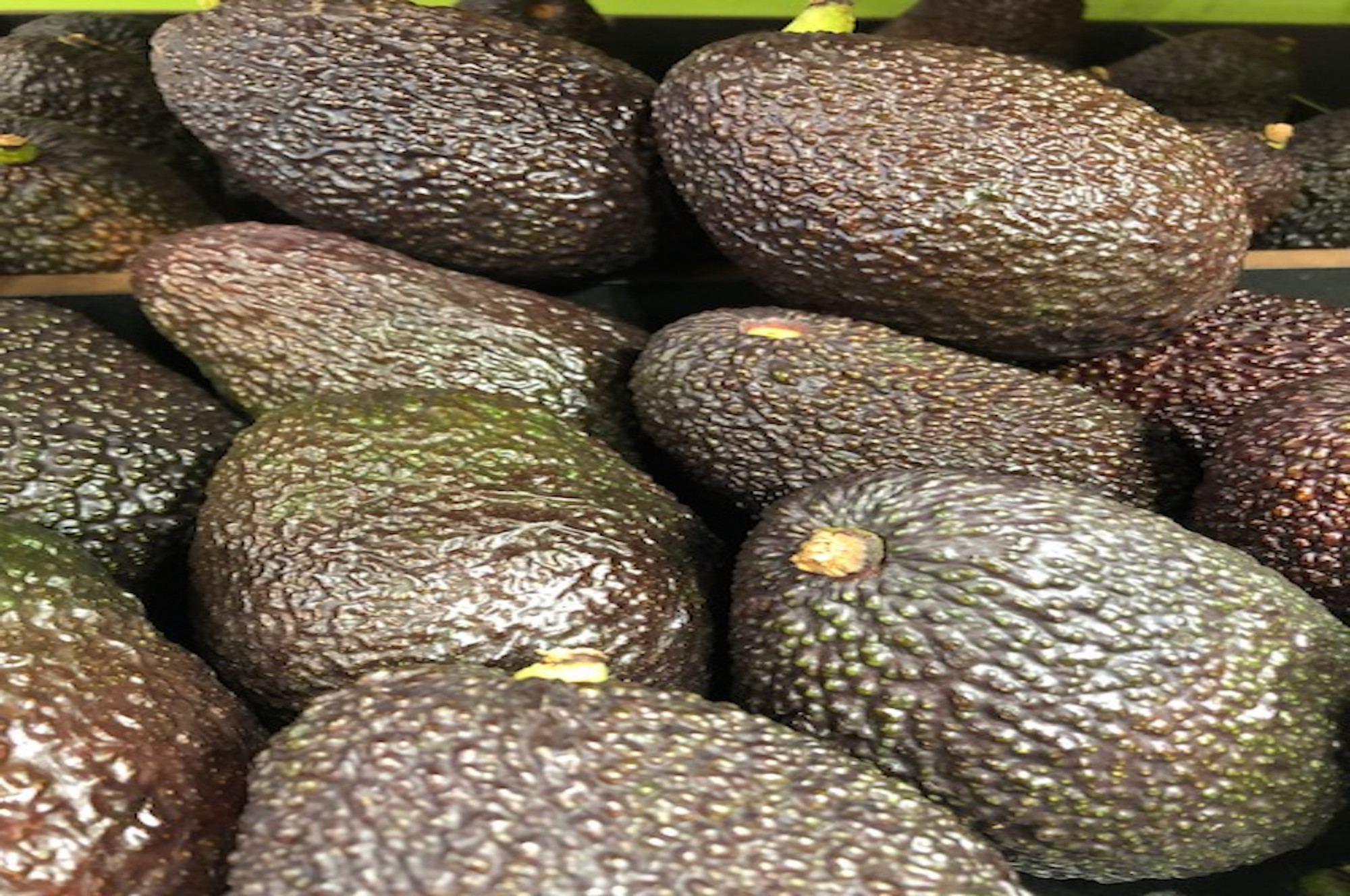 Avocat mûr à point (à consommer dans 1/3 jours)