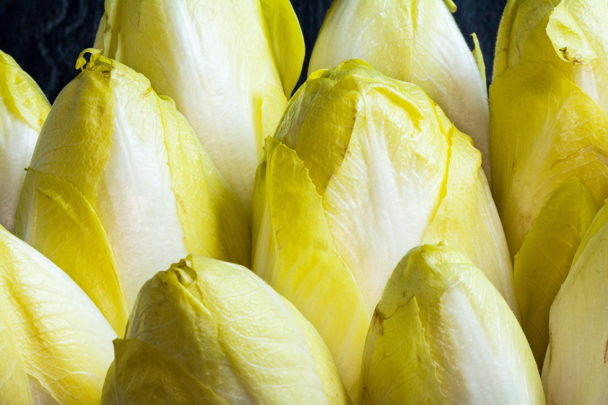 Endives BIO