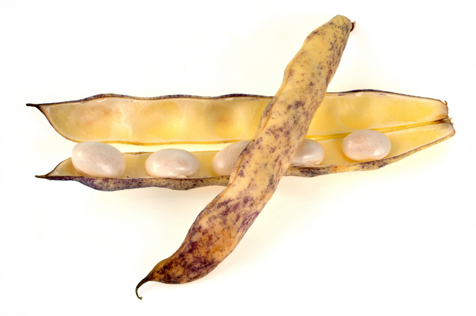 Haricot coco de Paimpol