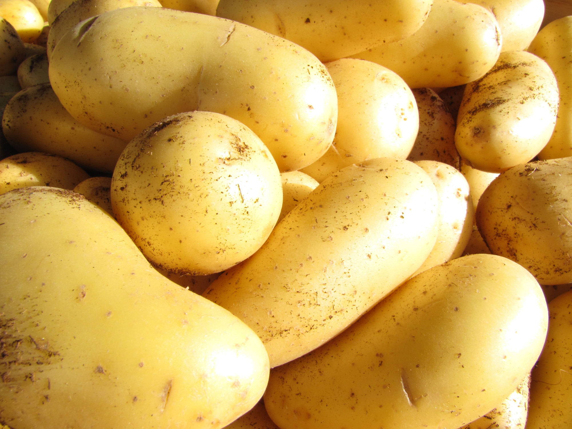 Pommes de terre alliance BIO