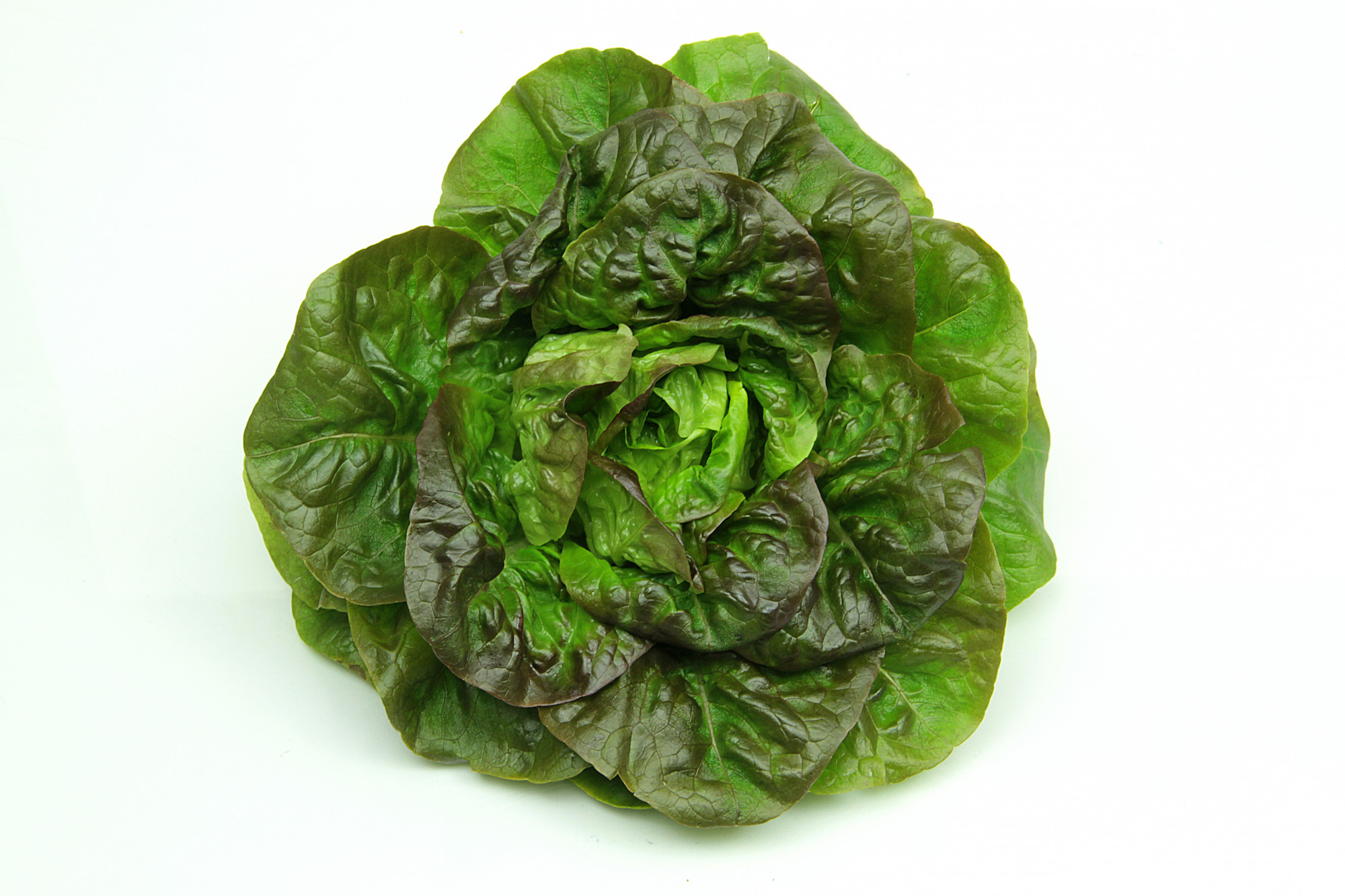 Salade BIO