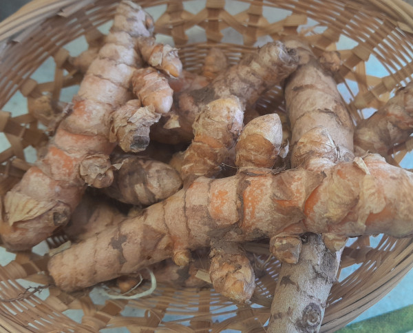 Curcuma racine BIO