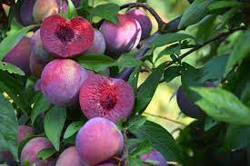 Fruits