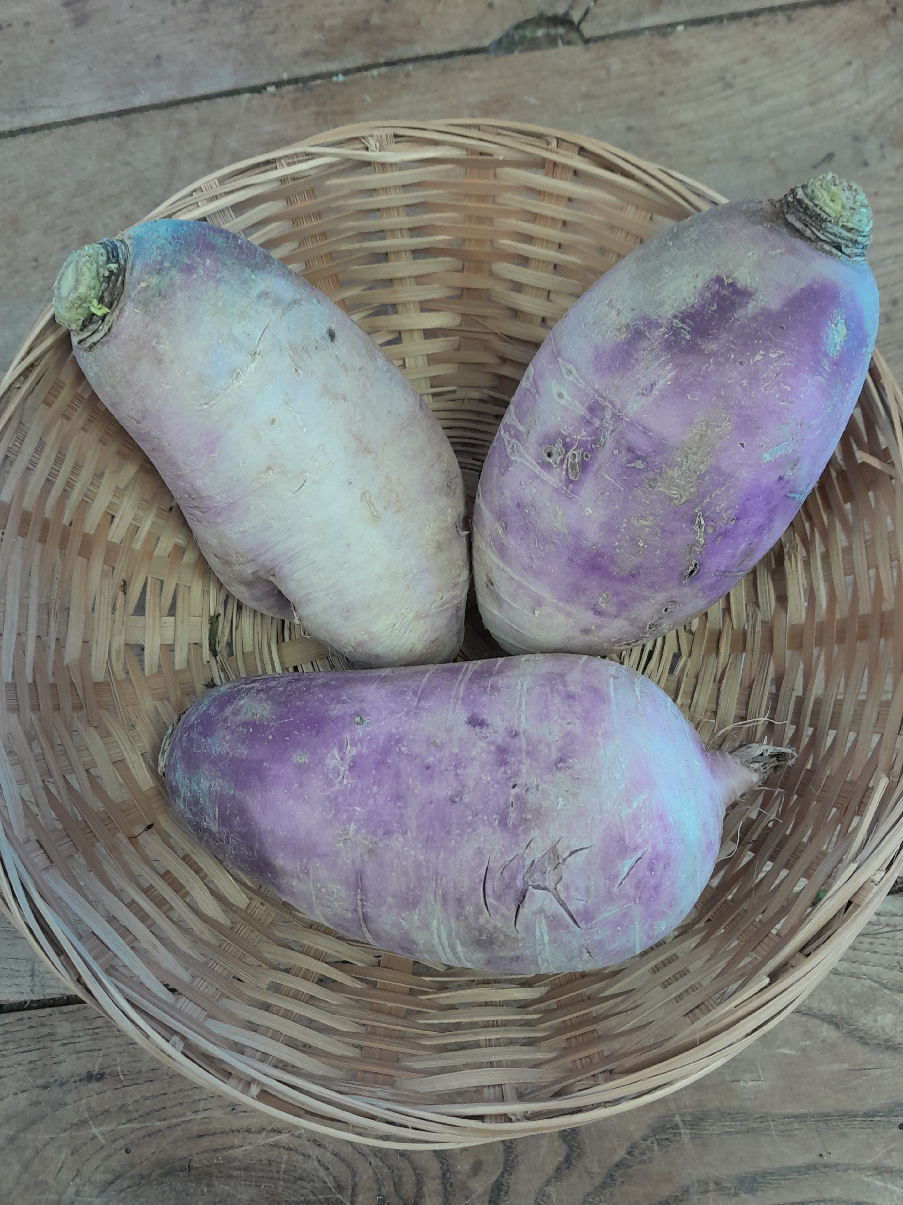 Radis blue meat
